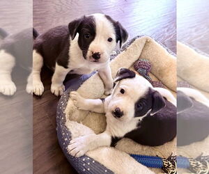 Asher - Male Australian Shepherd-Unknown Mix Dog for Adoption - Photo #7