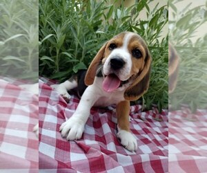Beagle Puppy for sale in COEUR D ALENE, ID, USA