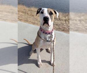 Mutt Dogs for adoption in Brighton, CO, USA