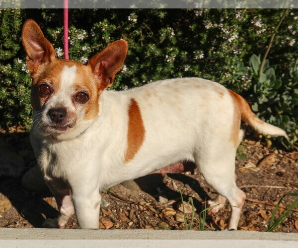 Medium Photo #3 Chihuahua Puppy For Sale in Salinas, CA, USA