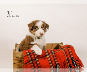 Australian Shepherd Puppy for sale in LA RUE, OH, USA