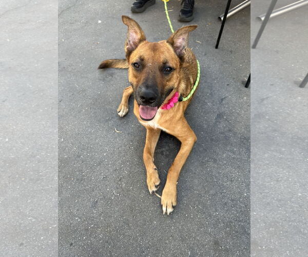 Medium Photo #4 German Shepherd Dog-Unknown Mix Puppy For Sale in Newport Beach, CA, USA