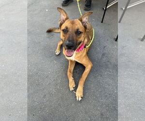 Leilani - Female German Shepherd Dog-Unknown Mix Dog for Adoption - Photo #4
