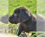 Small Photo #2 Labrador Retriever Puppy For Sale in CHARITON, IA, USA