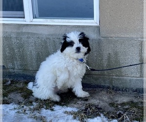 Zuchon Puppy for sale in MOUNT PLEASANT, MI, USA