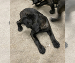 Small Photo #10 Cane Corso Puppy For Sale in ZEBULON, NC, USA