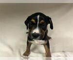 Small American Pit Bull Terrier
