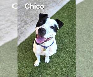 American Pit Bull Terrier-Unknown Mix Dogs for adoption in Derwood, MD, USA