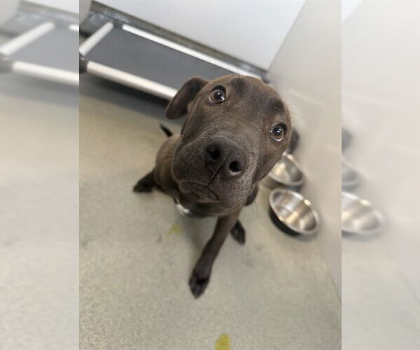 Medium Photo #1 Mutt Puppy For Sale in Fayetteville, NC, USA