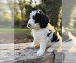 Small #3 Miniature Bernedoodle