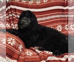 Small Photo #1 Aussiedoodle Puppy For Sale in ELKIN, NC, USA