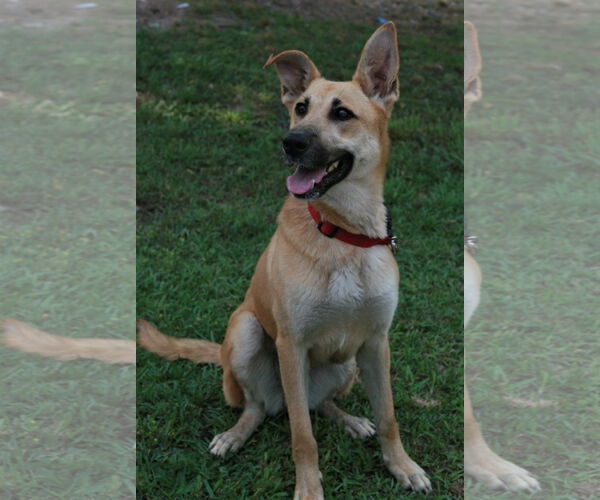 Medium Photo #5 Golden Shepherd Puppy For Sale in Attalka, AL, USA