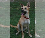 Small #4 Golden Shepherd