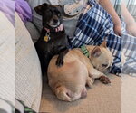 Small #3 French Bulldog Mix