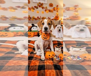 Buddy - Female Catahoula Leopard Dog-Unknown Mix Dog for Adoption