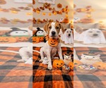 Buddy - Female Catahoula Leopard Dog-Unknown Mix Dog for Adoption - Small photo