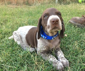 German Shorthaired Pointer Puppy for sale in STRATHMORE, CA, USA
