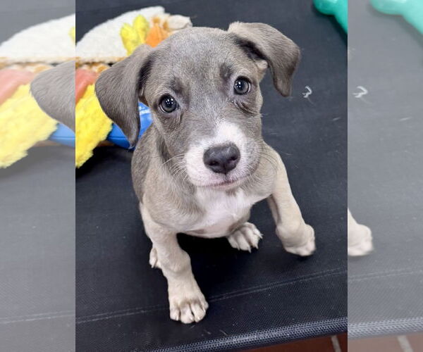 Medium Photo #1 Labrador Retriever-Unknown Mix Puppy For Sale in Jefferson, NJ, USA