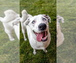 Small #4 Australian Shepherd-Dalmatian Mix