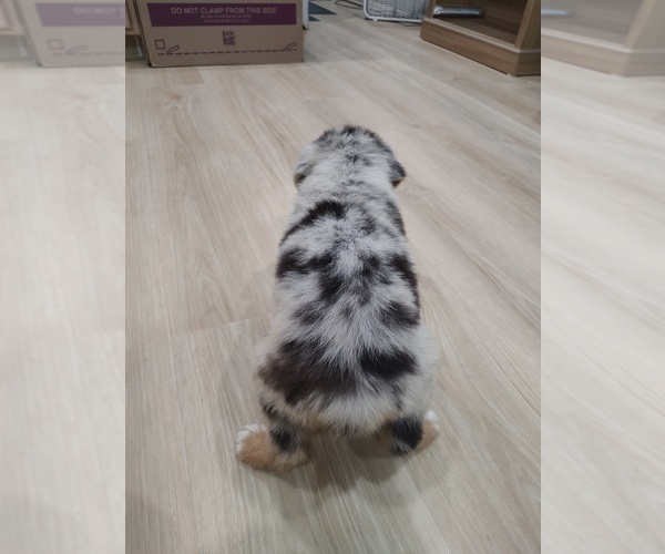 Medium Photo #12 Australian Shepherd Puppy For Sale in TUSCUMBIA, AL, USA
