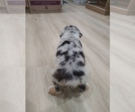 Small Photo #12 Australian Shepherd Puppy For Sale in TUSCUMBIA, AL, USA