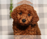 Small #2 Goldendoodle (Miniature)