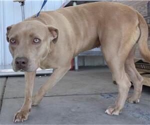 Mutt Dogs for adoption in Bakersfield, CA, USA