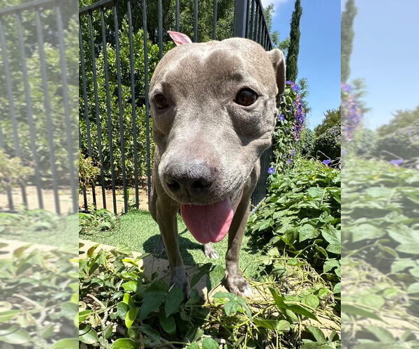 Medium Photo #4 American Pit Bull Terrier-Unknown Mix Puppy For Sale in Redlands, CA, USA