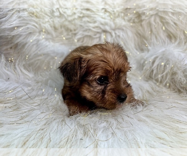 Medium Photo #3 Yorkshire Terrier Puppy For Sale in HAYWARD, CA, USA