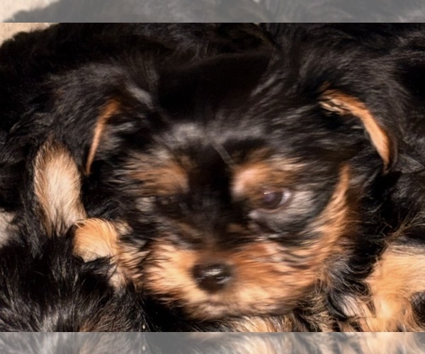 Medium Photo #1 Yorkshire Terrier Puppy For Sale in PRUNEDALE, CA, USA