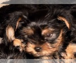 Small Yorkshire Terrier