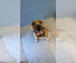 Mutt Dogs for adoption in Chandler, AZ, USA