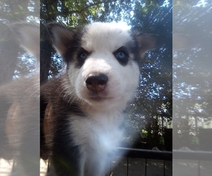 Siberian Husky Puppy for sale in FLORENCE, SC, USA