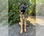 Small #2 German Shepherd Dog