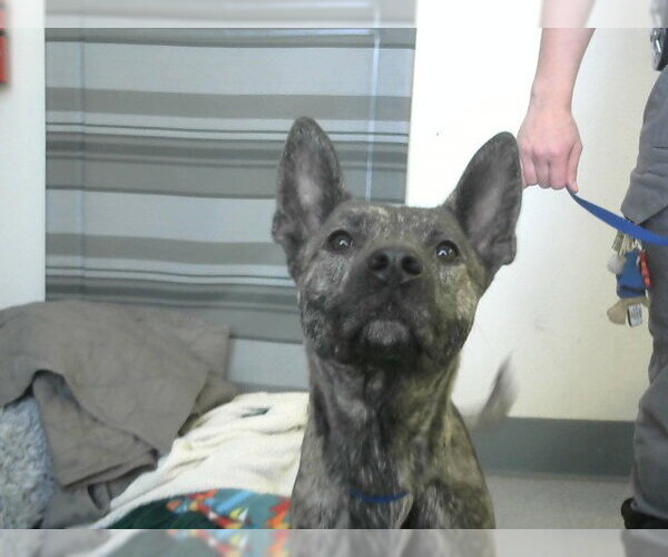 Medium Photo #1 Mutt Puppy For Sale in Big Bear City, CA, USA