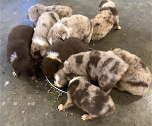 Australian Shepherd Puppy for Sale in LEBANON, Missouri USA