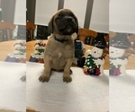 Small Photo #3 Mastiff Puppy For Sale in CANON CITY, CO, USA