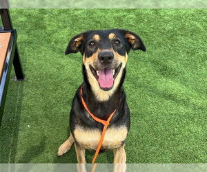 Doberman Pinscher-Unknown Mix Dogs for adoption in Orange, CA, USA