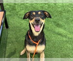 Small Doberman Pinscher Mix
