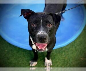 JACK JACK - Male Mutt Dog for Adoption - Photo #2