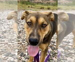 Small #4 American Staffordshire Terrier-German Shepherd Dog Mix