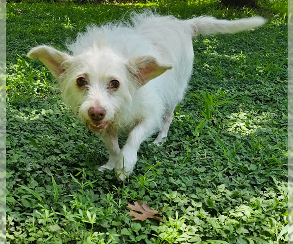 Medium Photo #8 Mutt Puppy For Sale in Cranston, RI, USA