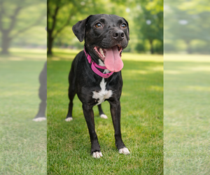 Beagle-Border Collie Mix Dogs for adoption in White Bluff, TN, USA
