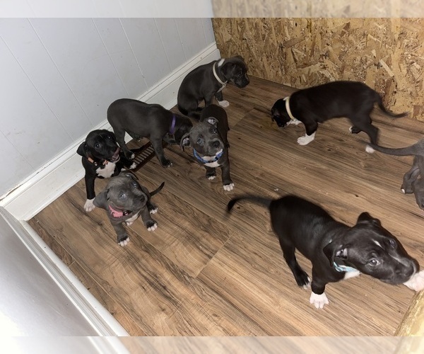 Medium Photo #3 American Pit Bull Terrier Puppy For Sale in STREAMWOOD, IL, USA
