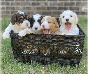 Miniature Bernedoodle Litter for sale in LACEYS SPRING, AL, USA