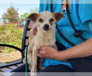 Chihuahua Dogs for adoption in Orange, CA, USA