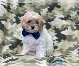 Cockapoo Puppy for sale in LAKELAND, FL, USA