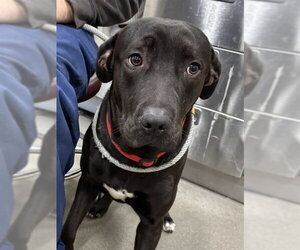 Labrador Retriever-Unknown Mix Dogs for adoption in Forestville, MD, USA
