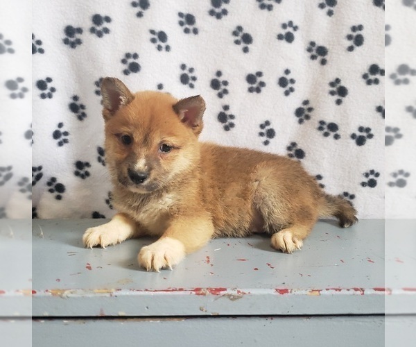 Medium Photo #8 Shiba Inu Puppy For Sale in EDINA, MO, USA