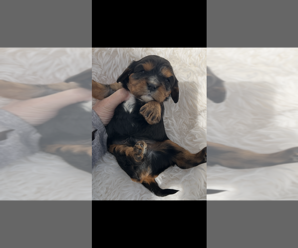 Medium Photo #4 Cavalier King Charles Spaniel Puppy For Sale in NILES, MI, USA
